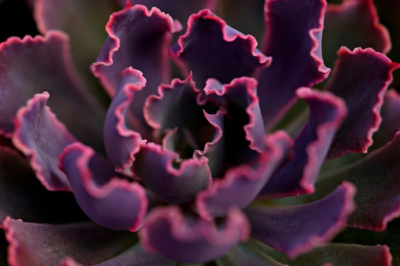 Succulent plant